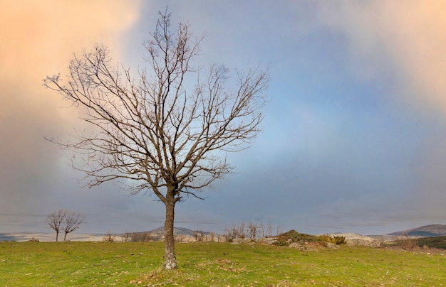 Alberi di quercia in inverno a El Espinar, a Segovia. Parco Nazionale della Sierra de Guadarrama. Fotografia panoramica di alberi isolati