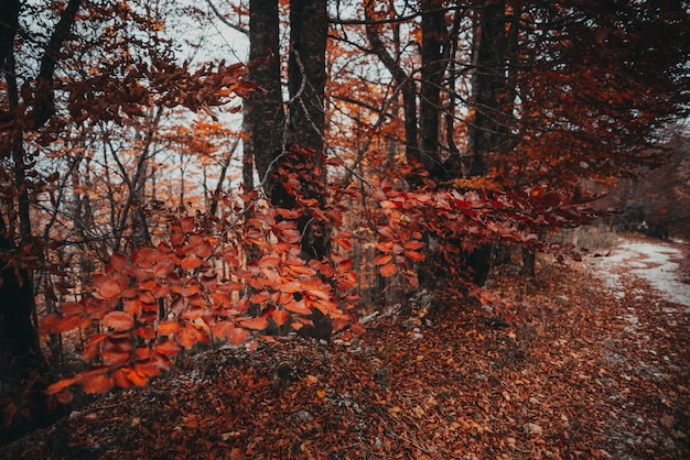 Alberi di ramo d'autunno nelle foreste