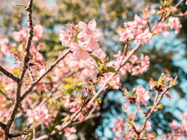 alberi di sakura fiori di ciliegio rosa