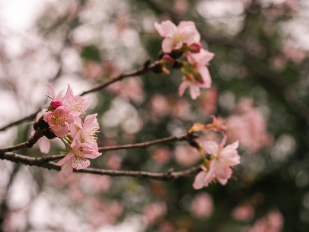 alberi di sakura fiori di ciliegio rosa