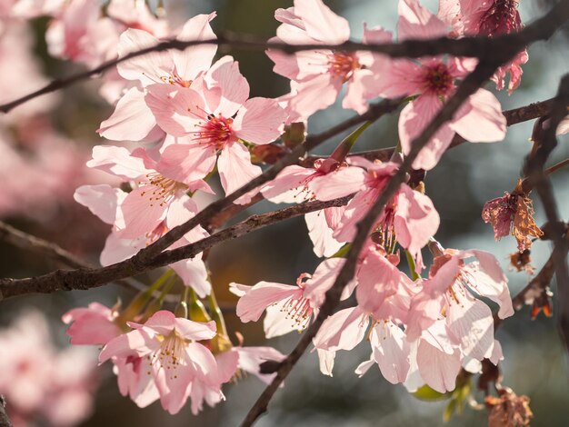 alberi di sakura fiori di ciliegio rosa