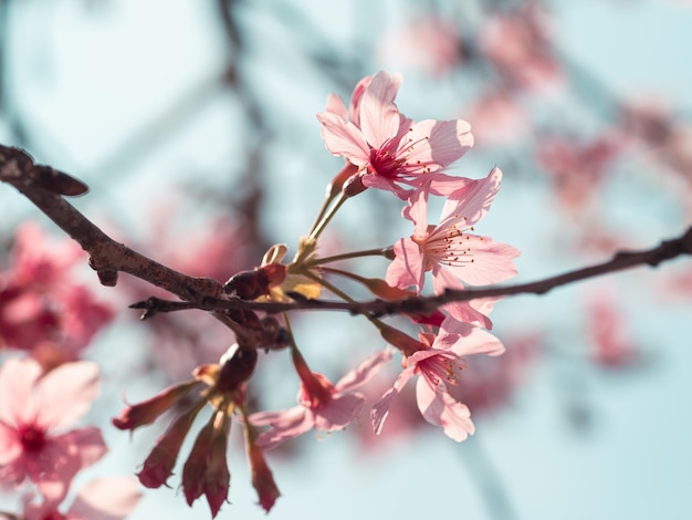 alberi di sakura fiori di ciliegio rosa