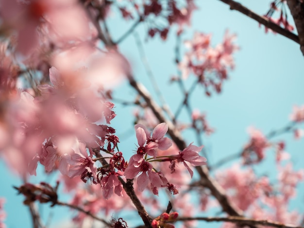 alberi di sakura fiori di ciliegio rosa