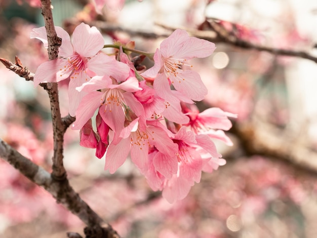 alberi di sakura fiori di ciliegio rosa