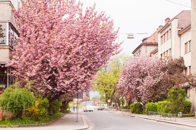 Alberi di sakura rosa in fiore per le strade della città Tempo di primavera