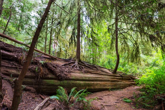 Alberi di sequoia nella foresta della California settentrionale, USA