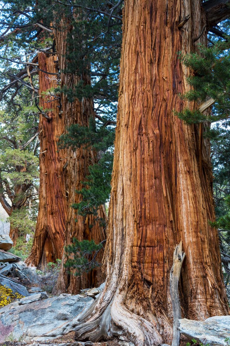 Alberi di sequoia nelle montagne della Sierra Nevada, California