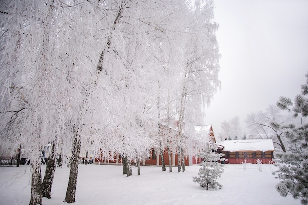 Alberi di Snowy nel parco di inverno