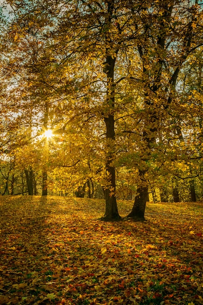 Alberi dorati con il sole che splende da parte a parte