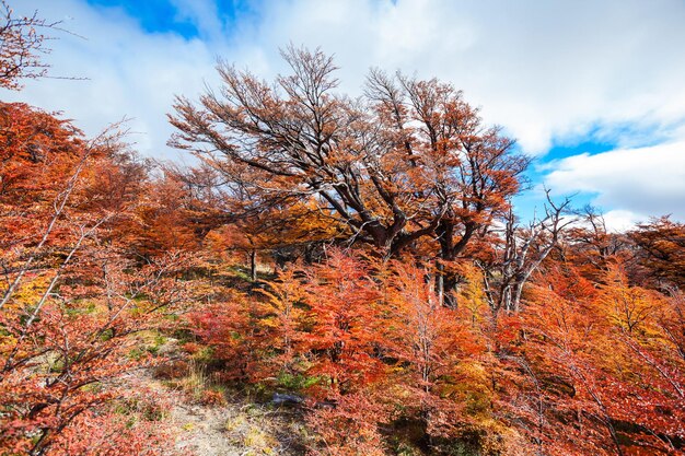 Alberi dorati della foresta vicino al Fitz Roy in autunno. Fitz Roy è una montagna situata vicino a El Chalten in Patagonia, al confine tra Argentina e Cile.