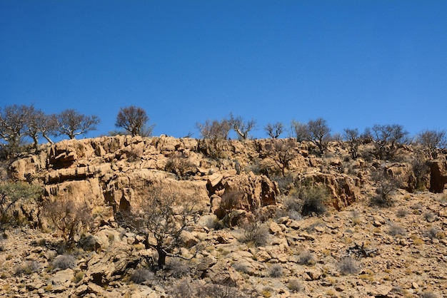 Alberi e cespugli senza foglie crescono sulle pendici delle colline del deserto Paesaggio del deserto