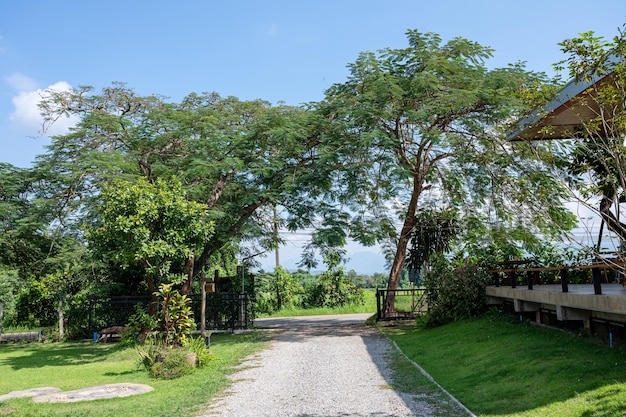 Alberi e cielo blu in cantiere in una giornata di sole