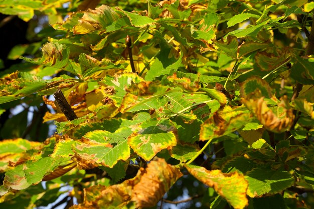 alberi e fogliame in autunno