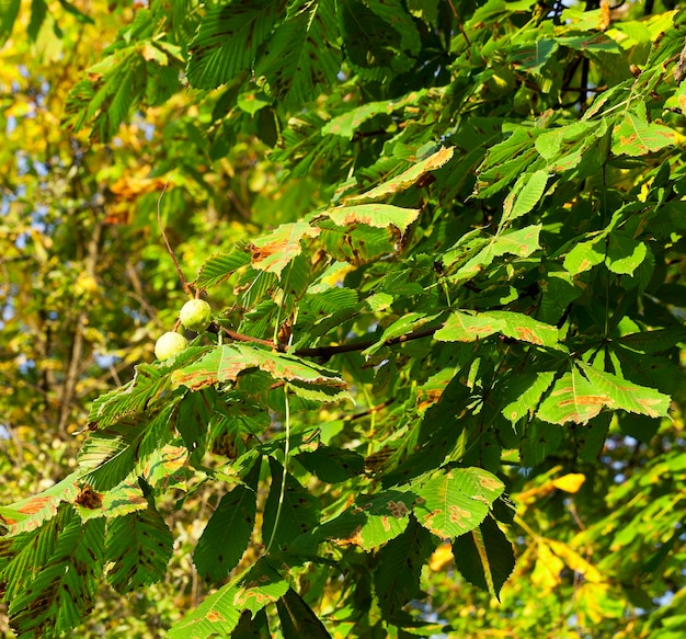 alberi e fogliame in autunno