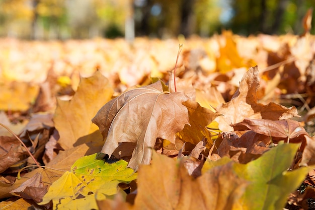 alberi e fogliame in autunno