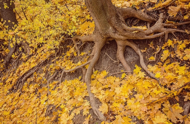 Alberi e foglie d'autunno del parco autunnale