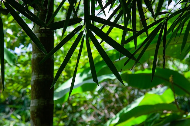 Alberi e foglie tropicali verdi della sorgente di bambù