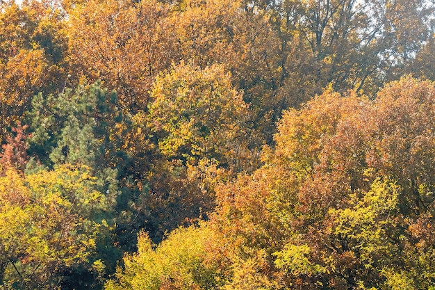 Alberi e foglie variopinti della foresta di autunno, alberi di autunno del fondo, modello di struttura di autunno