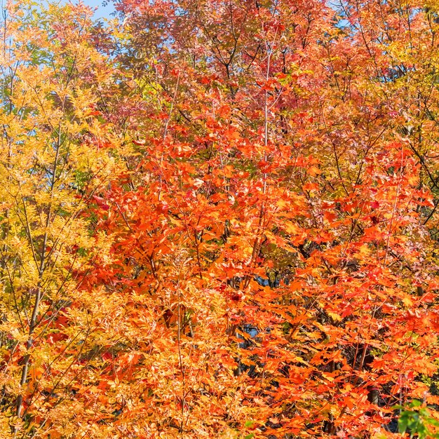 Alberi e foglie variopinti della foresta di autunno, alberi di autunno del fondo, modello di struttura di autunno