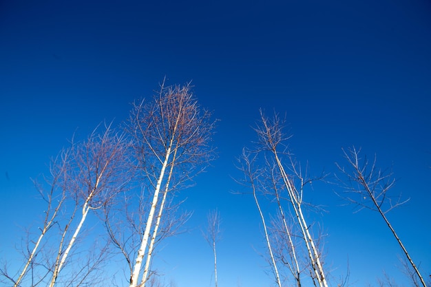 alberi e il cielo