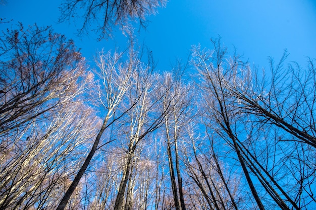 alberi e il cielo