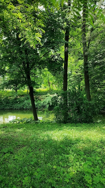 Alberi e lago nella foresta estiva