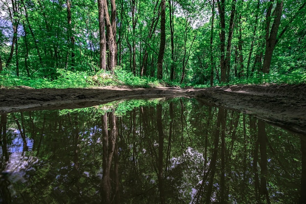 Alberi e lago nella foresta