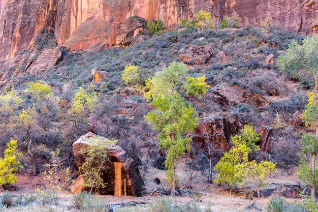 Alberi e massi nel Parco Nazionale di Zion