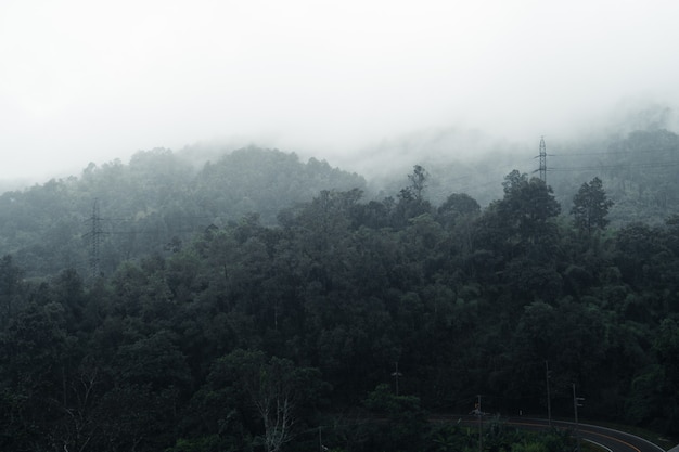 Alberi e montagne in una giornata di pioggia e nebbia