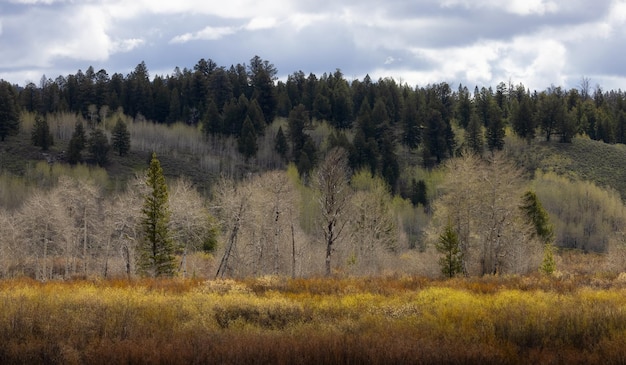 Alberi e montagne nel paesaggio americano del Parco Nazionale del Grand Teton