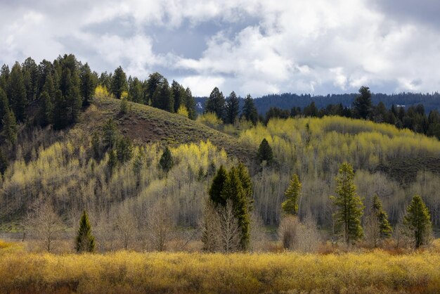 Alberi e montagne nel paesaggio americano del Parco Nazionale del Grand Teton