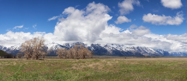 Alberi e montagne nella stagione primaverile del paesaggio americano