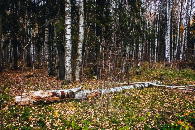 Alberi e paesaggio autunnale