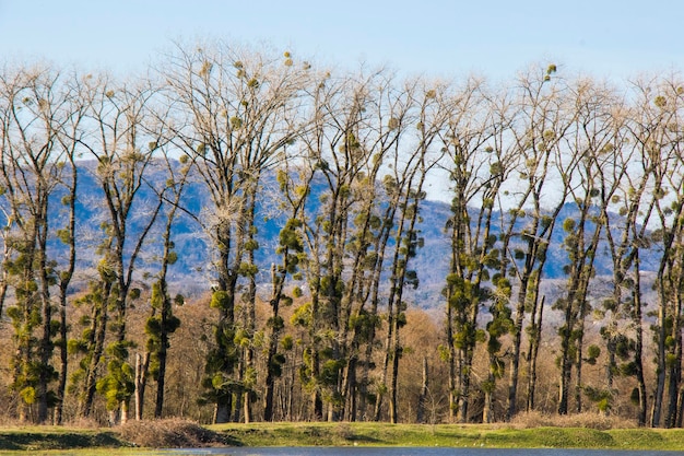 Alberi e paesaggio lacustre e vista nel paesaggio primaverile della Georgia