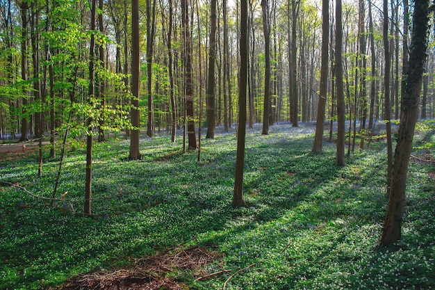 Alberi e piante che crescono nella foresta