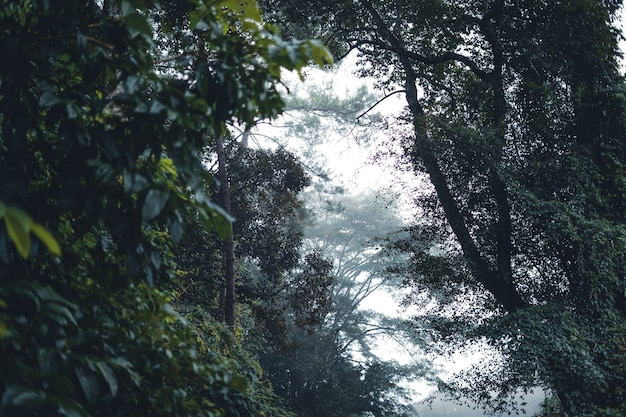 Alberi e piante di caffè nella foresta nebbiosa al mattino