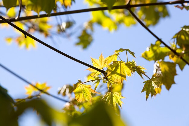 Alberi e piante nella foresta