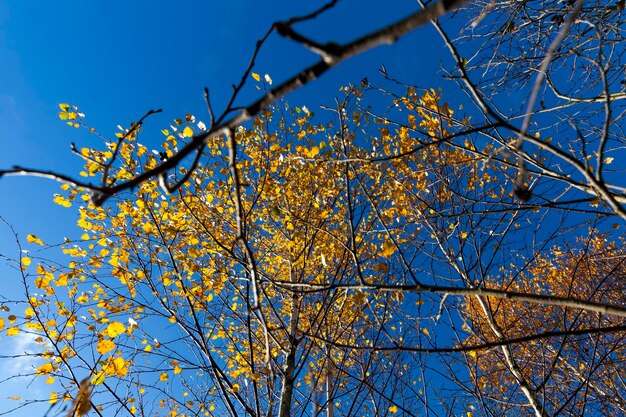 Alberi e piante nella stagione autunnale