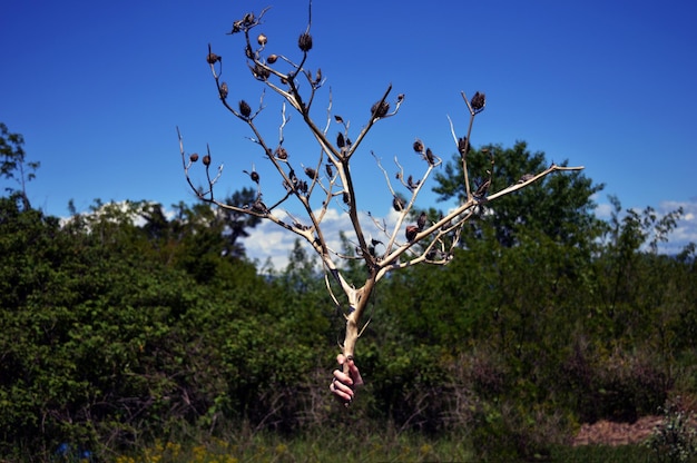 Alberi e piante sul paesaggio contro un cielo blu limpido