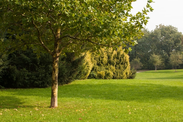 Alberi e prato