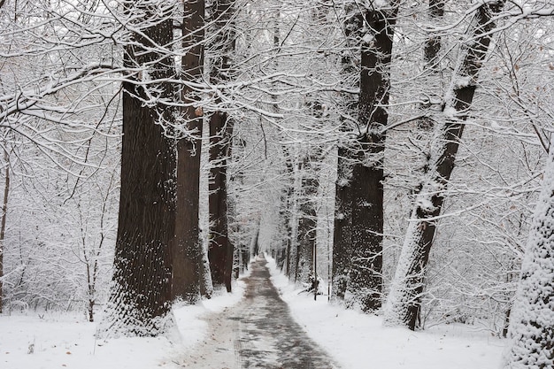 Alberi e rami innevati nel parco cittadino Fiaba invernale