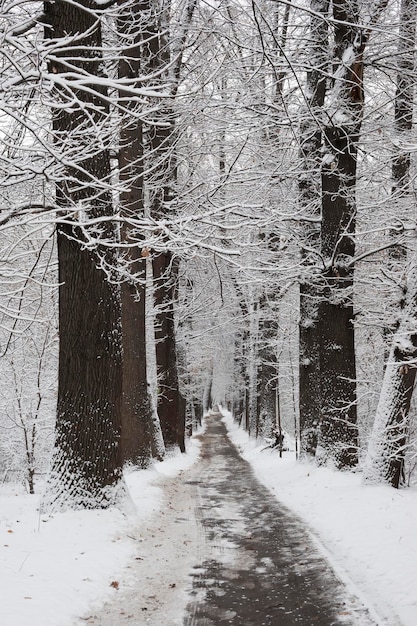 Alberi e rami innevati nel parco cittadino Fiaba invernale