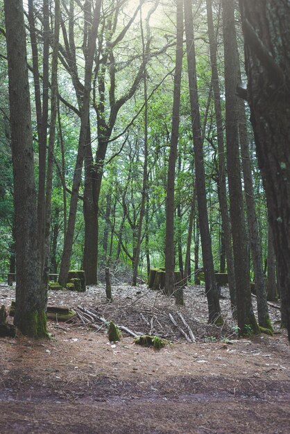Alberi e tronchi di alberi coperti di muschio in mezzo alla foresta