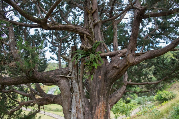 alberi e vegetazione africani verdi a Mauritius