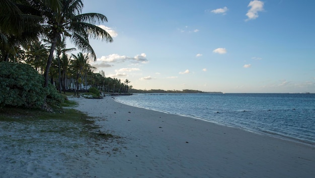 alberi e vegetazione africani verdi a Mauritius