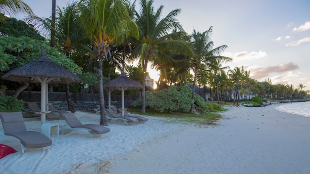 alberi e vegetazione africani verdi a Mauritius