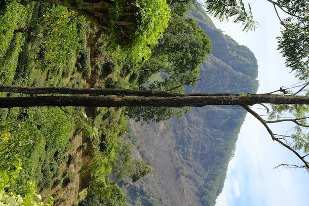 Alberi ed erba ad alto fusto della foresta pluviale tropicale