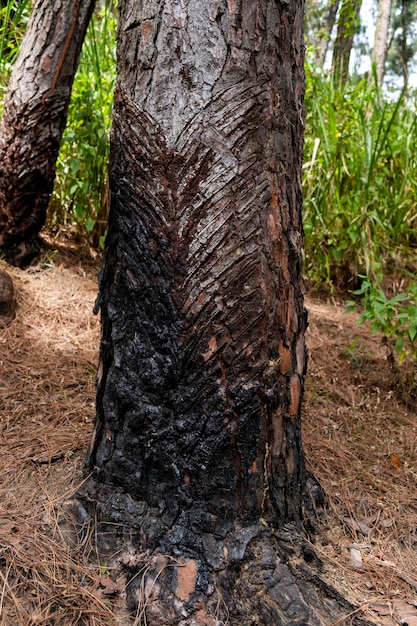 Alberi ed erba ad alto fusto della foresta pluviale tropicale