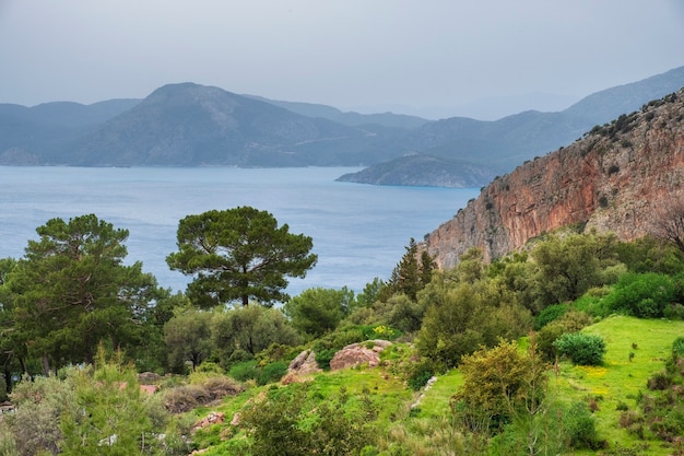 Alberi ed erba con vista mare e montagne sullo sfondo