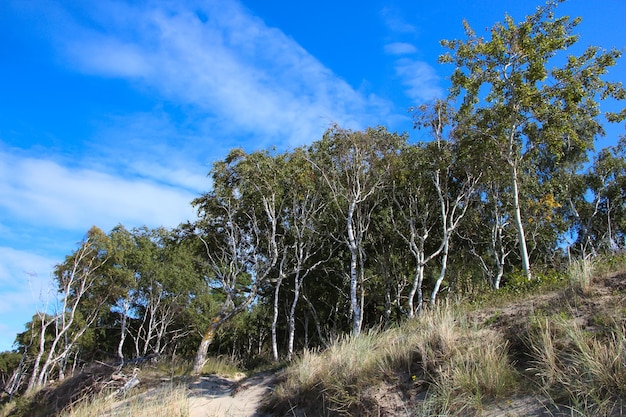 alberi ed erba su una duna di sabbia sul Mar Baltico